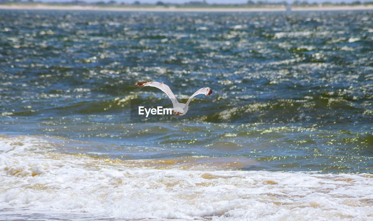 SEAGULL FLYING ABOVE SEA