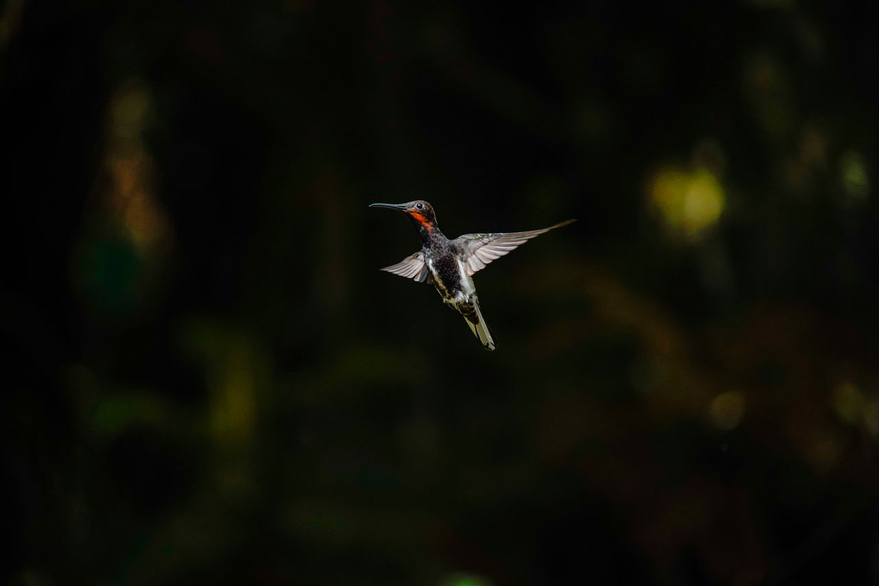 BIRD FLYING IN A BLURRED MOTION