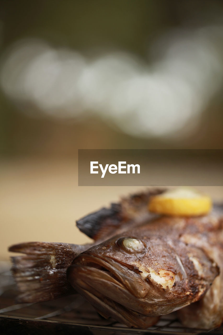 Close-up of fish on barbecue grill