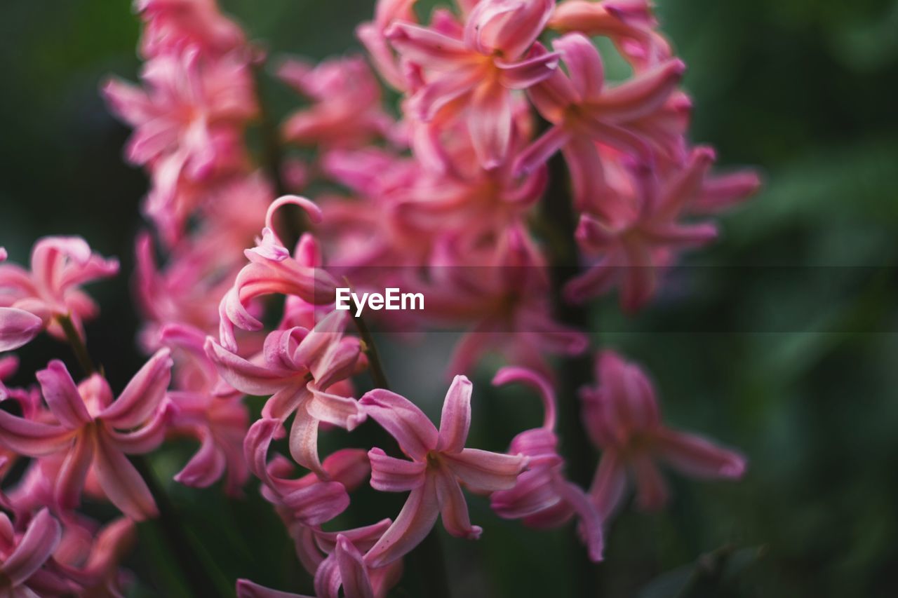 Close-up of pink flowers