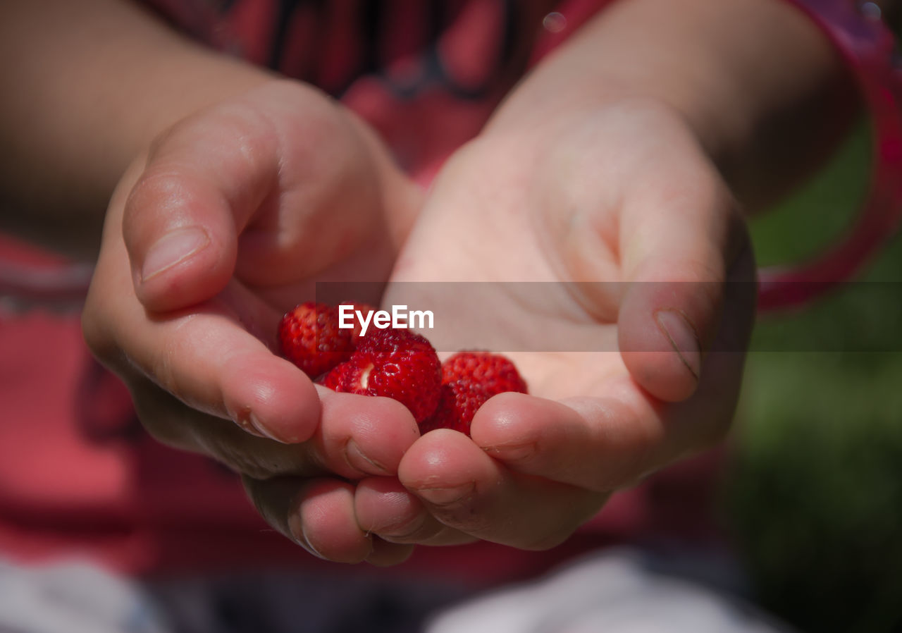 CLOSE-UP OF HAND HOLDING RED BERRIES