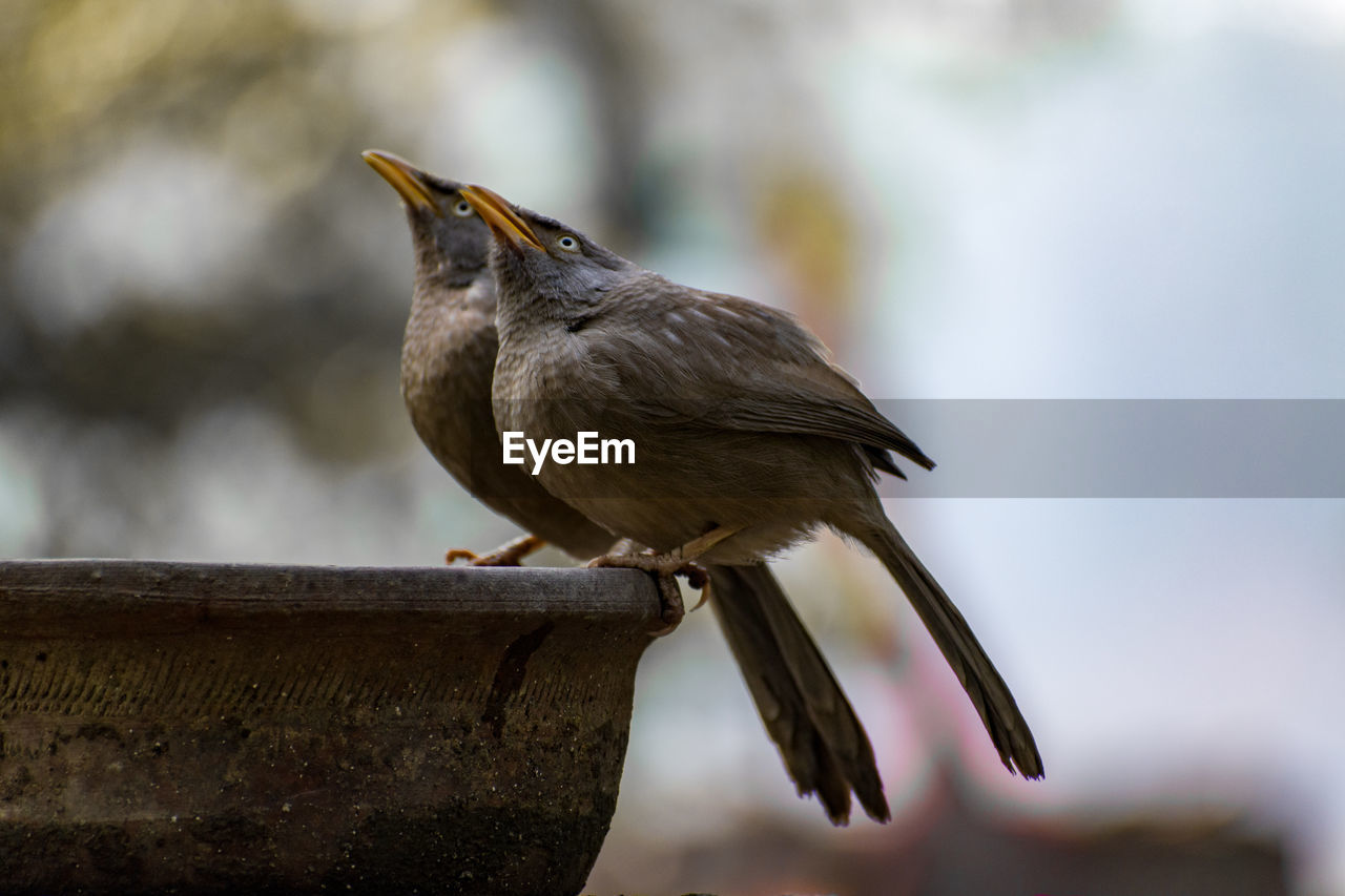 Close-up of bird perching on pot