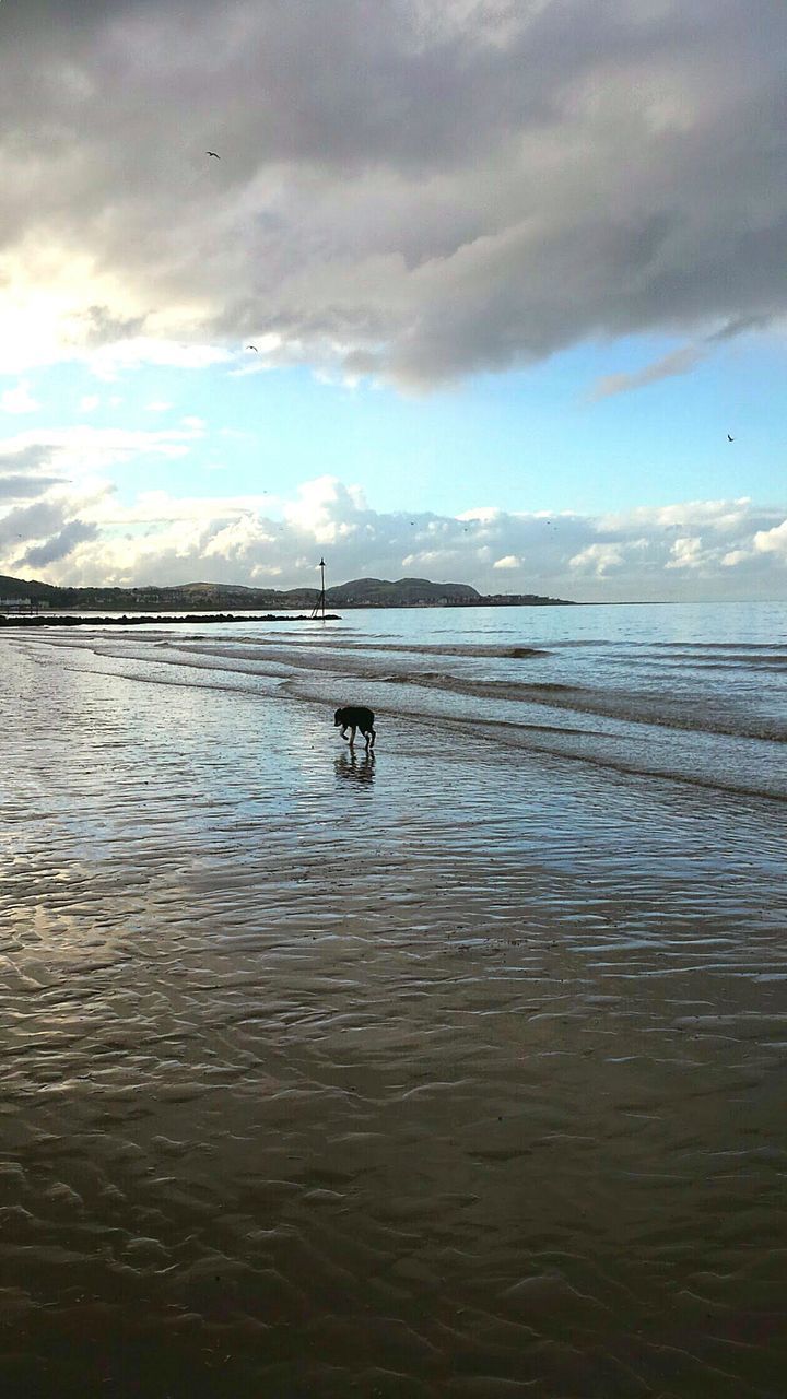 Dog on beach against sky