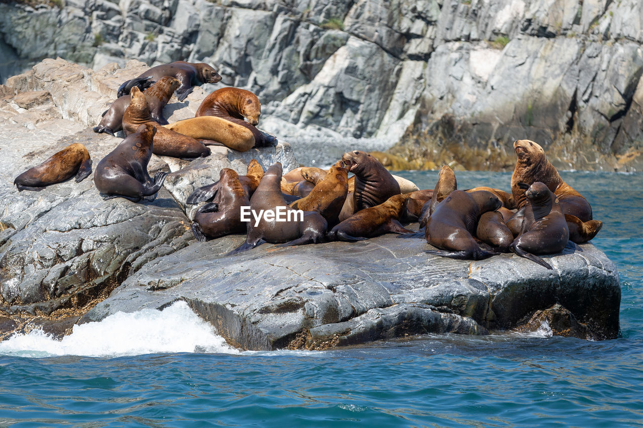 close-up of sea lion