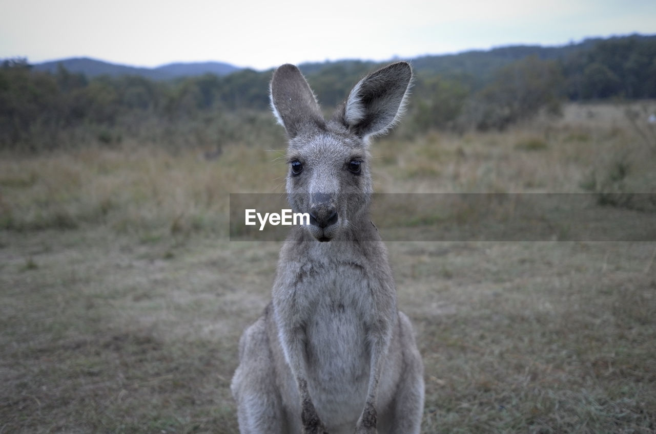 Kangaroo in the outback