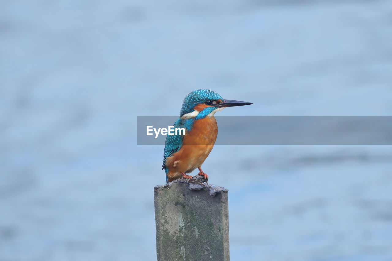 A common kingfisher on a post