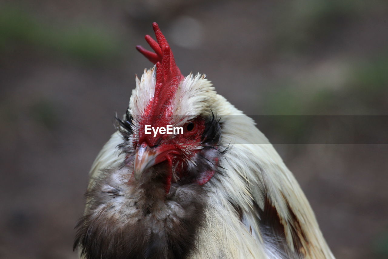 CLOSE-UP OF A BIRD LOOKING AWAY