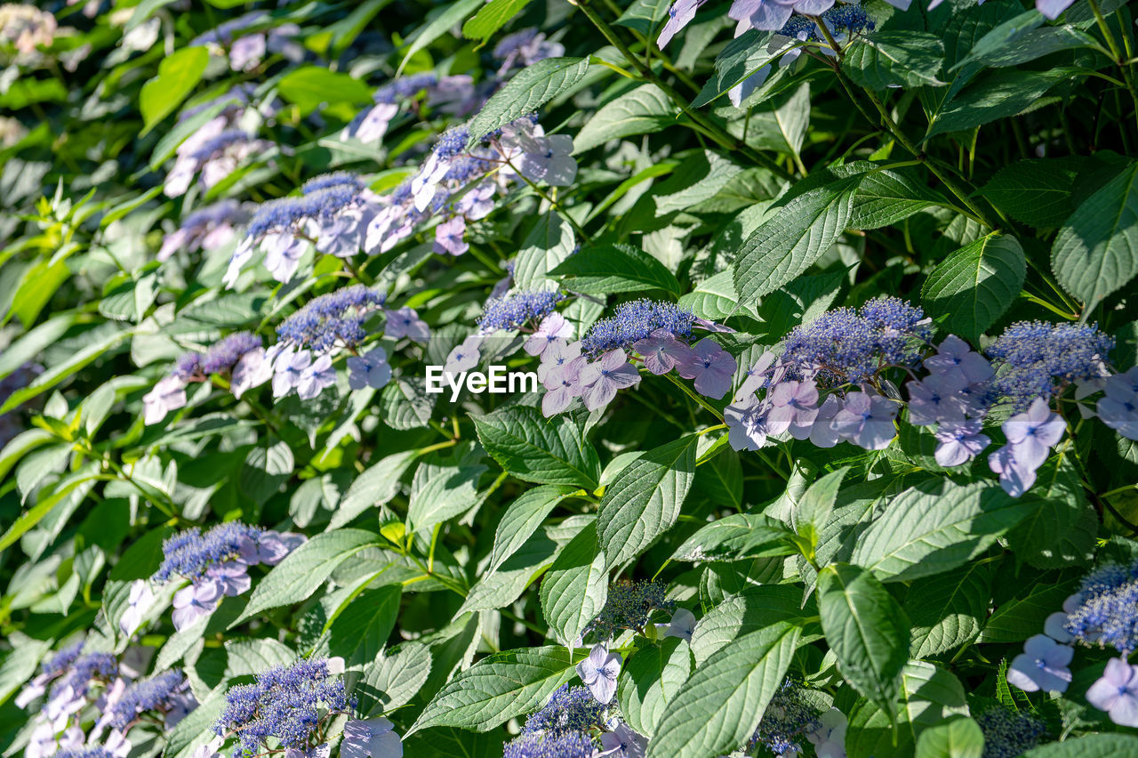 plant, flower, flowering plant, plant part, leaf, beauty in nature, freshness, growth, nature, garden, green, day, no people, purple, lilac, fragility, outdoors, close-up, botany, sunlight, food and drink, hydrangea serrata, high angle view, food