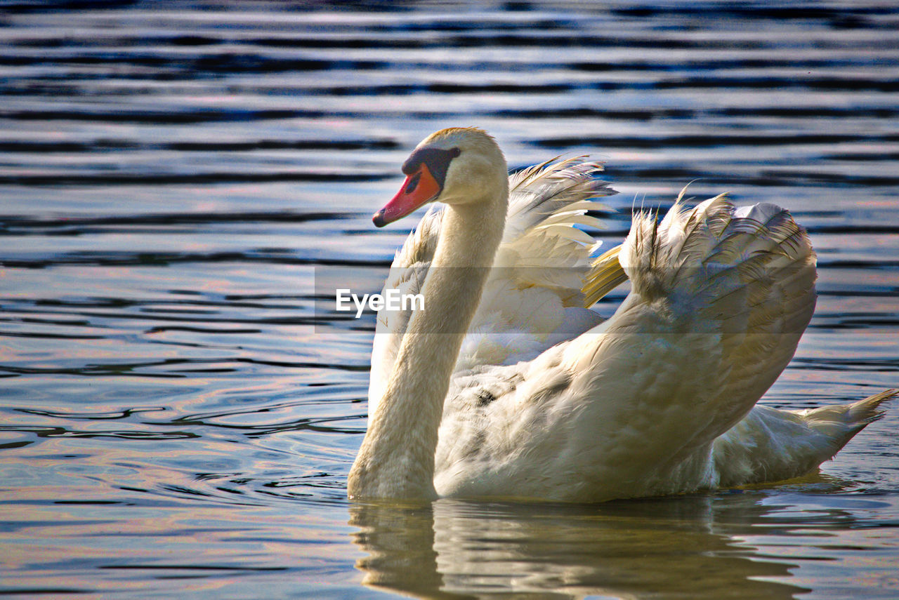 SWAN IN A LAKE