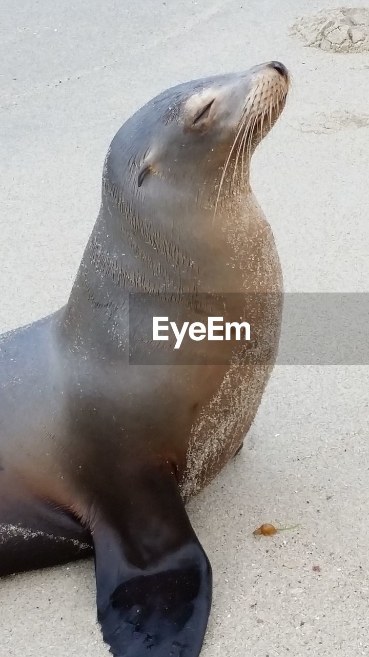 Sea lion relaxing at beach