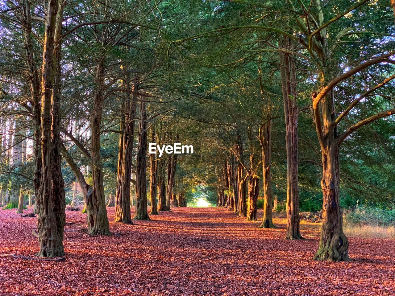 FOOTPATH AMIDST TREES IN AUTUMN