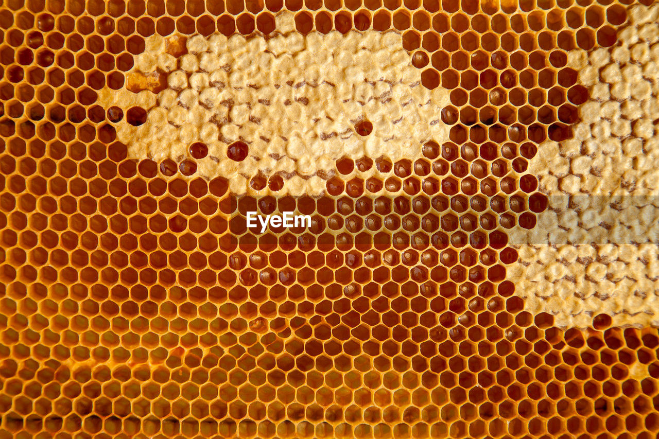 honeycomb, bee, pattern, beehive, honey bee, yellow, insect, pollen, apiculture, no people, hexagon, close-up, backgrounds, full frame, animal, shape, animal themes, indoors, honey