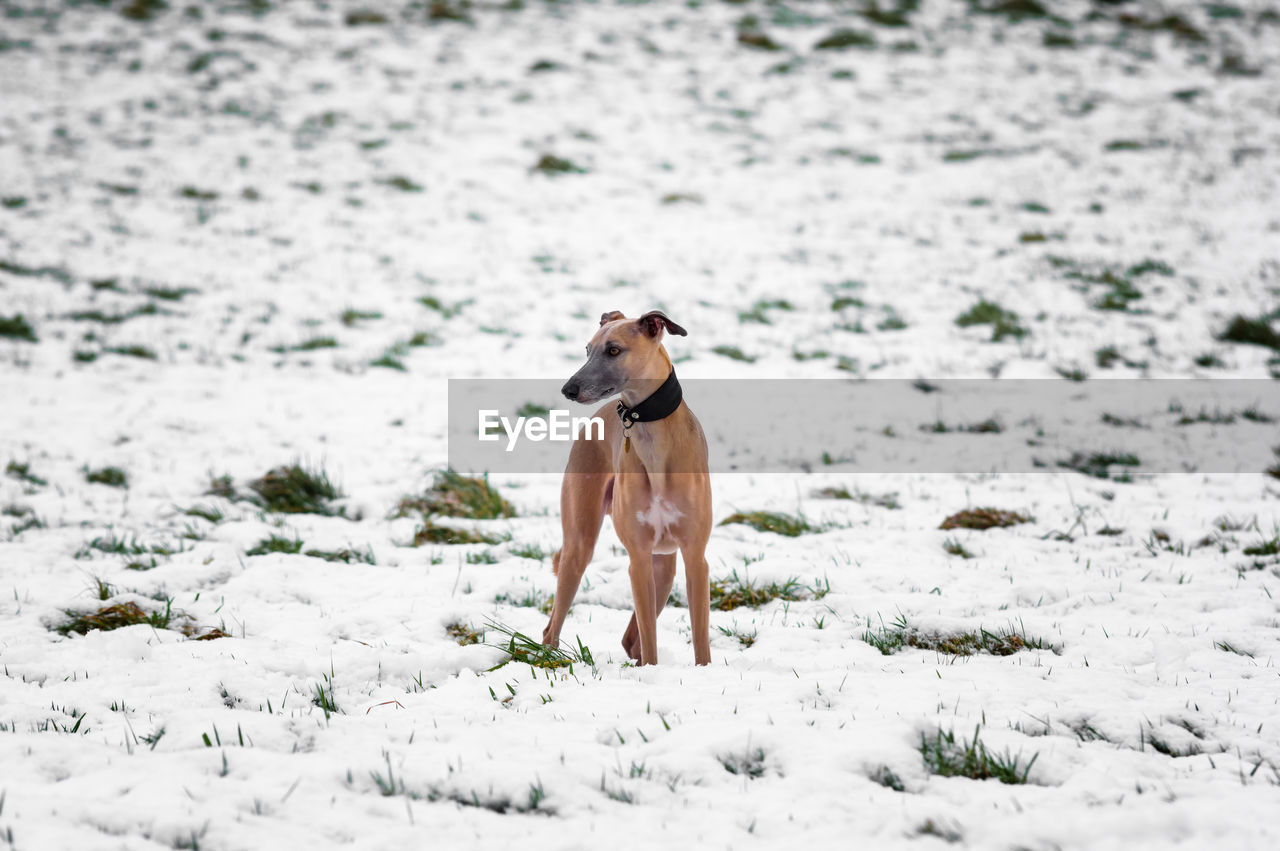 Dog on snow