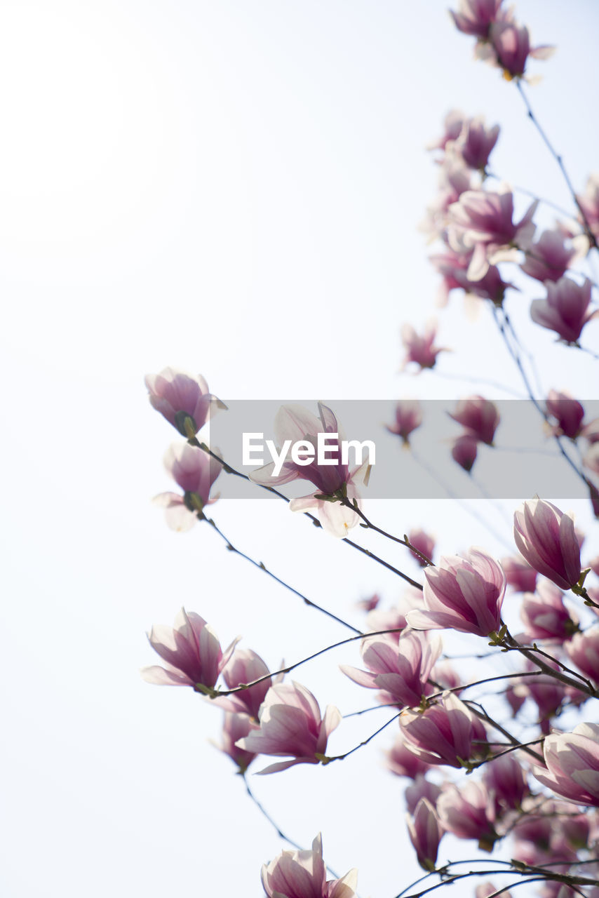 CLOSE-UP OF PINK FLOWERING PLANT AGAINST SKY