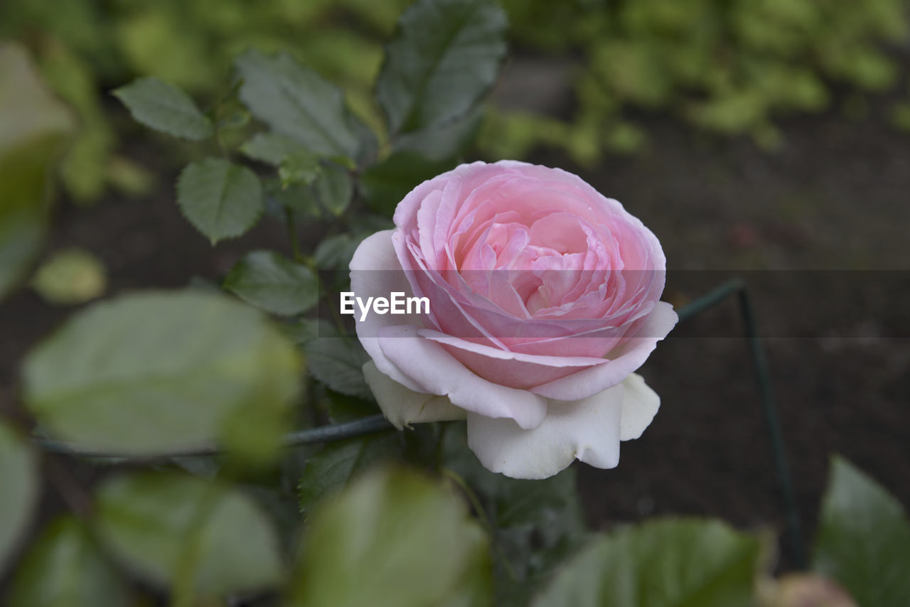 MACRO SHOT OF PINK ROSE