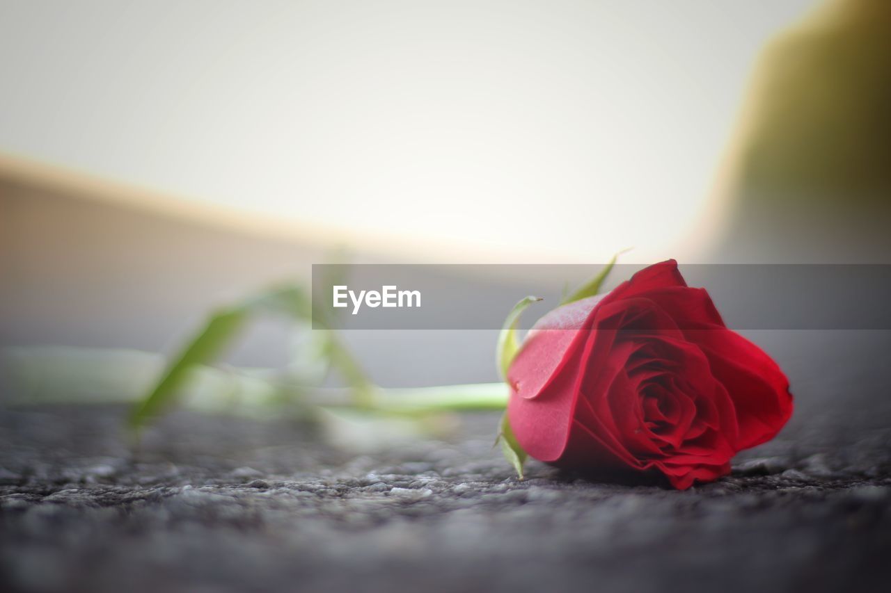 CLOSE-UP OF RED ROSE AGAINST WHITE BACKGROUND