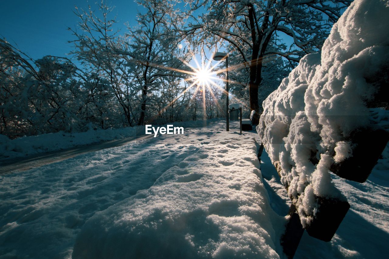 SNOW COVERED PLANTS AGAINST SKY