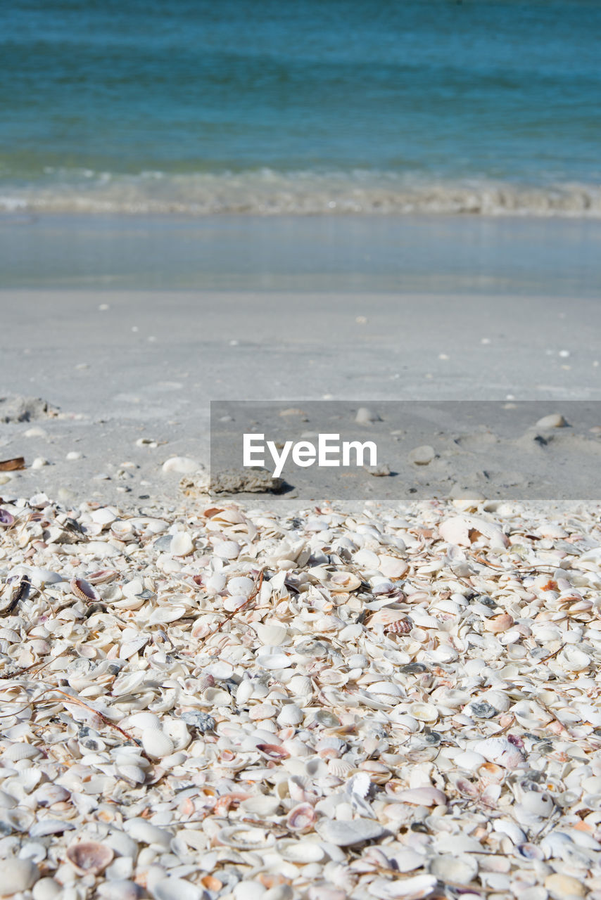Shells washed shore at sanibel island beach, florida with ocean