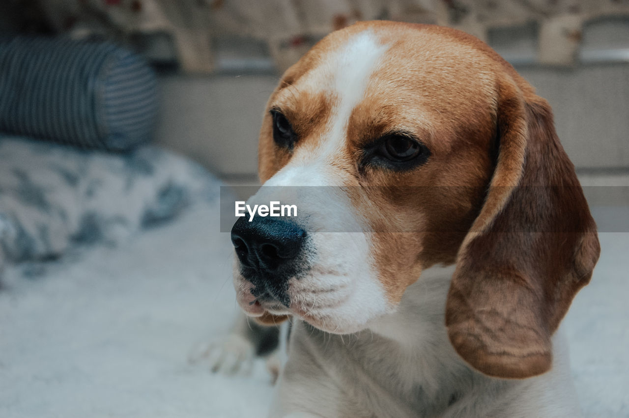 pet, dog, one animal, domestic animals, canine, mammal, animal themes, animal, basset artésien normand, beagle, hound, looking, focus on foreground, carnivore, no people, puppy, english foxhound, american foxhound, basset hound, looking away, close-up, estonian hound, treeing walker coonhound, nose, animal body part, indoors