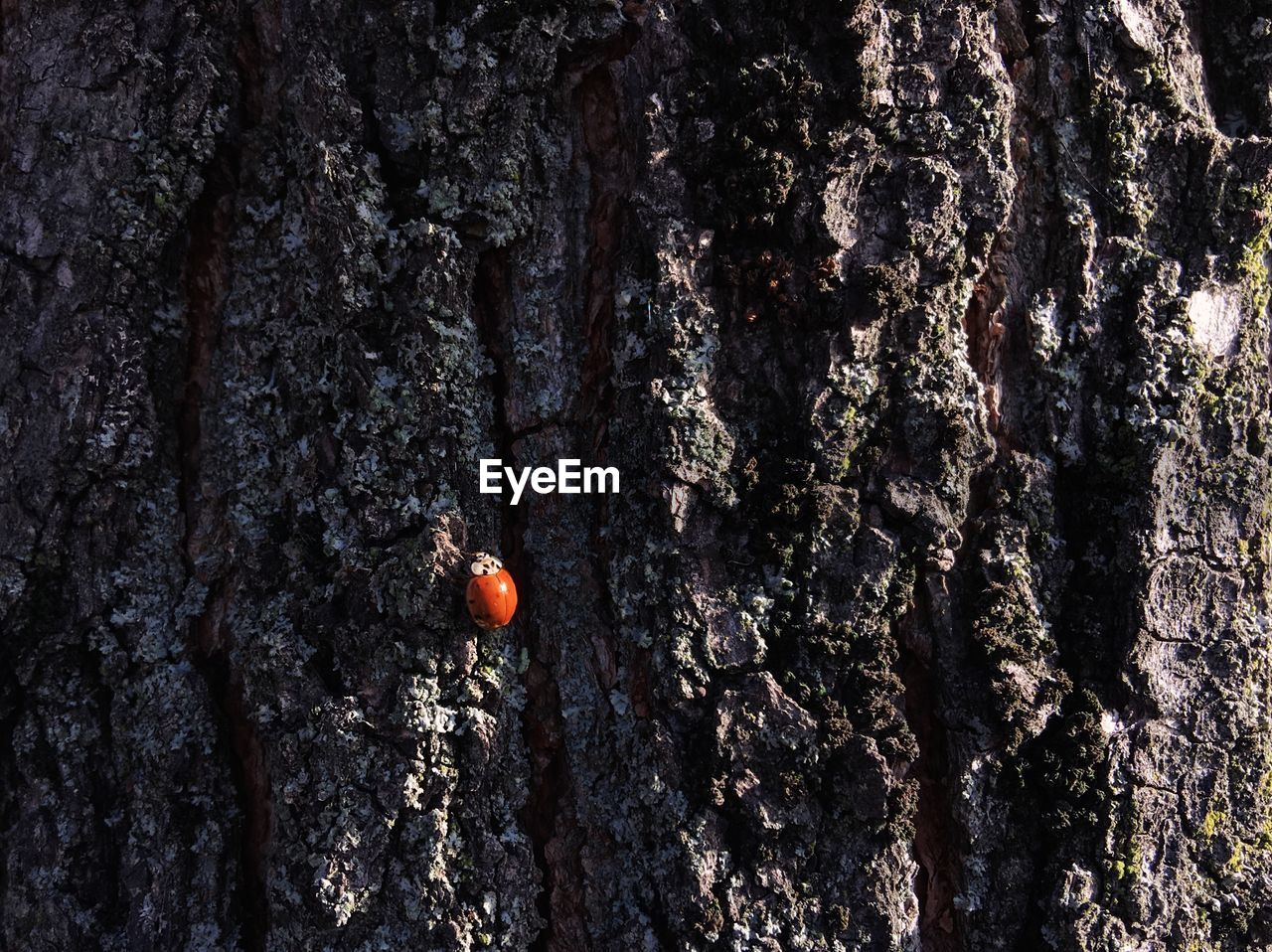 CLOSE-UP OF TREE