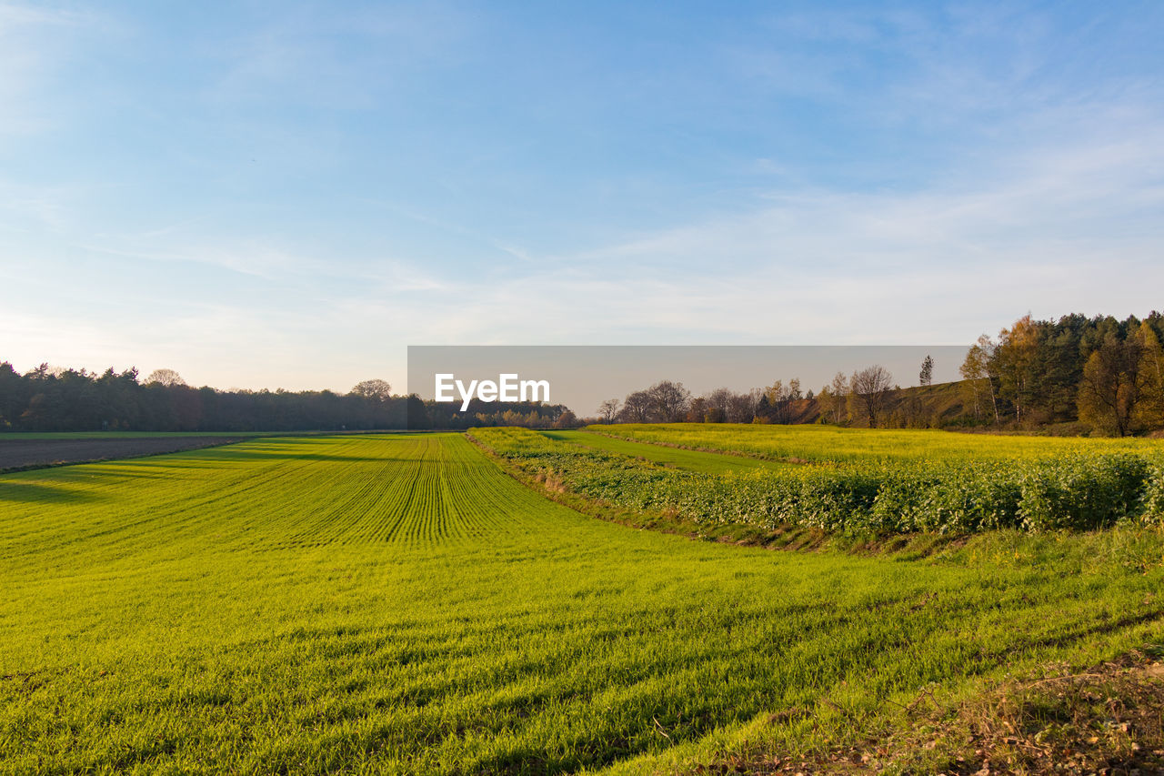 Scenic view of agricultural field against sky