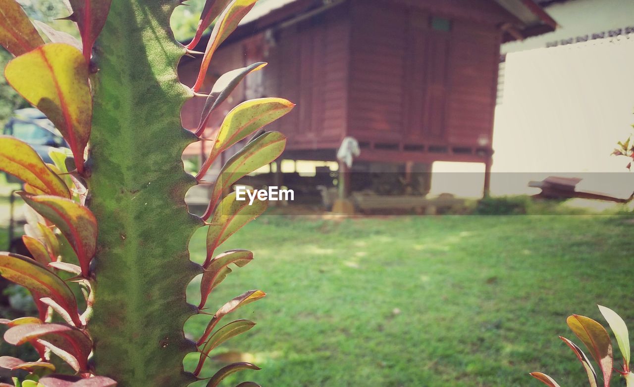 CLOSE-UP OF PLANT IN BACKYARD