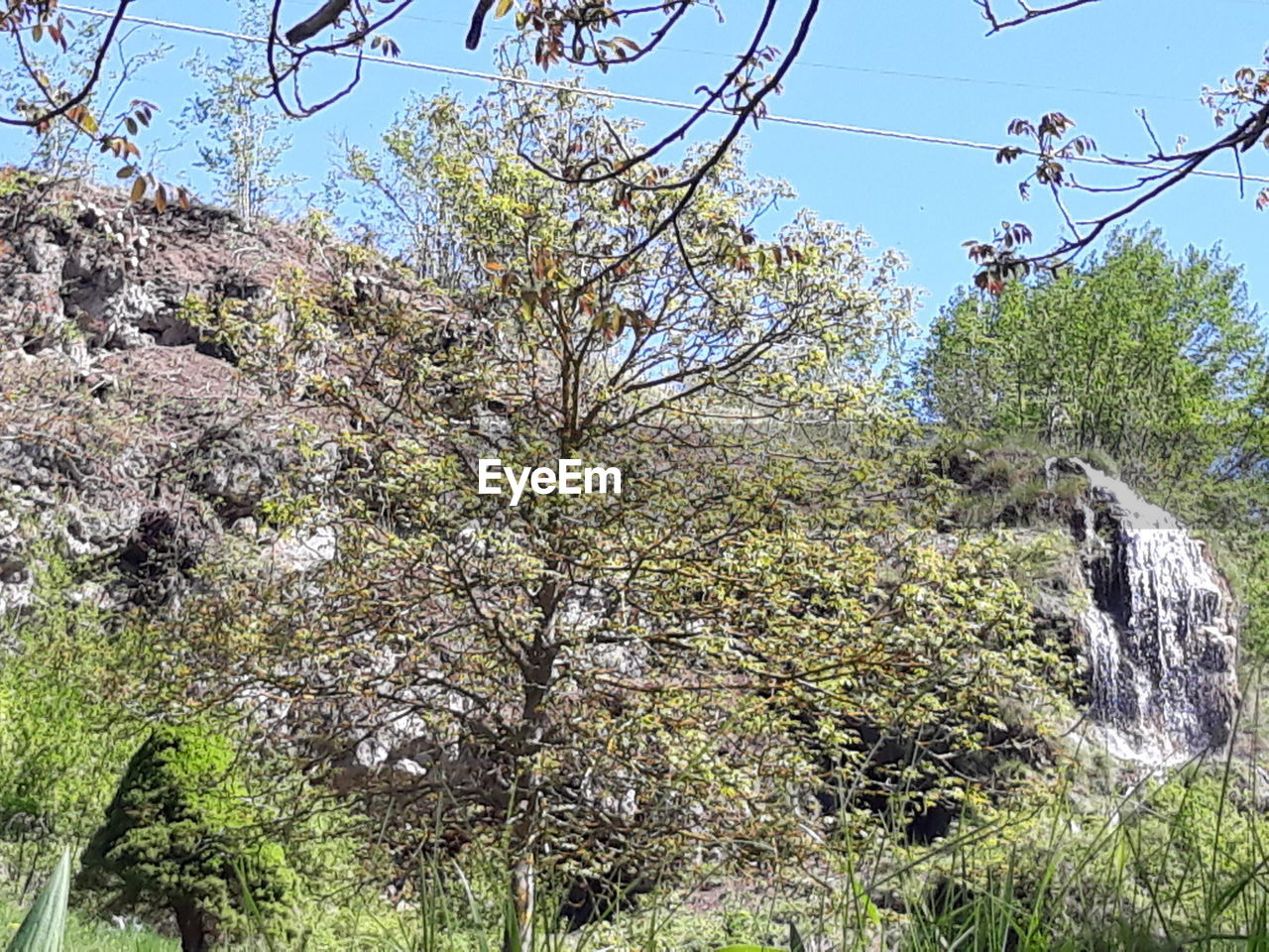 LOW ANGLE VIEW OF FLOWERING TREES AGAINST SKY