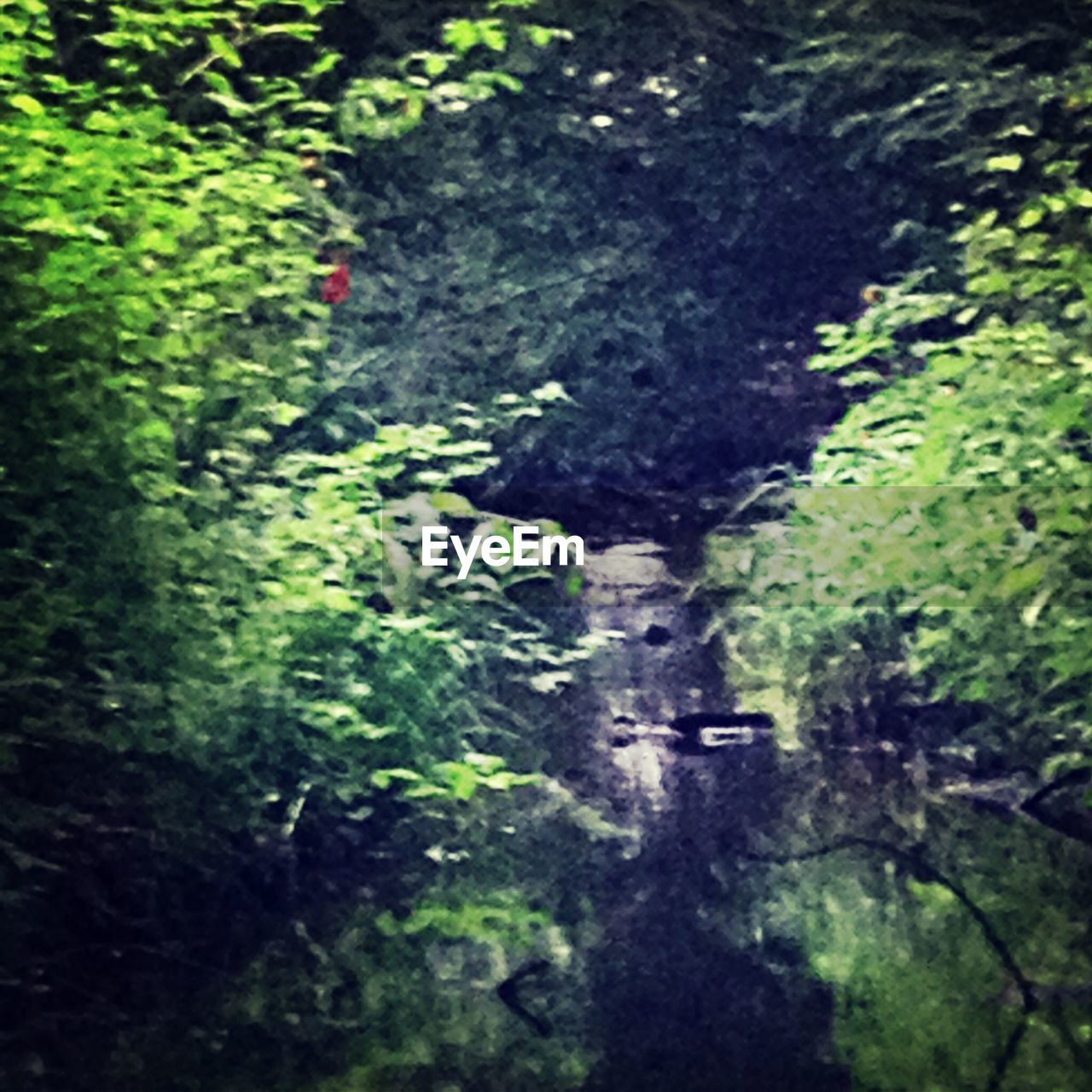 HIGH ANGLE VIEW OF PLANTS IN FOREST