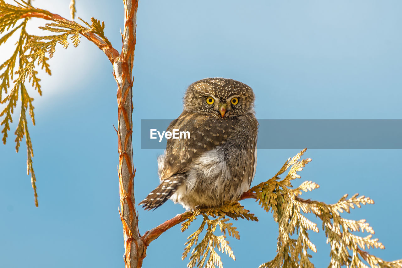 Northern pygmy owl