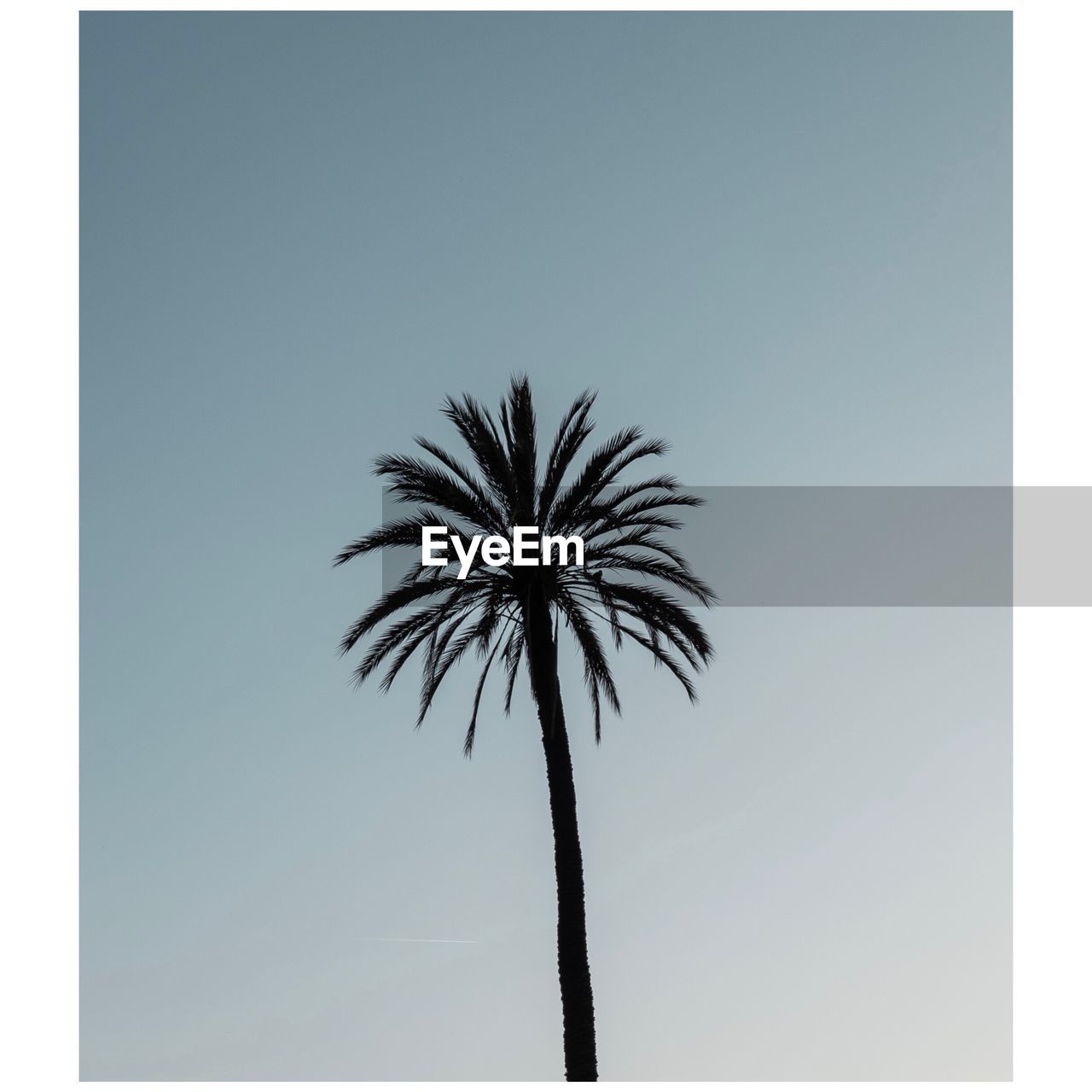 LOW ANGLE VIEW OF PALM TREE AGAINST CLEAR SKY