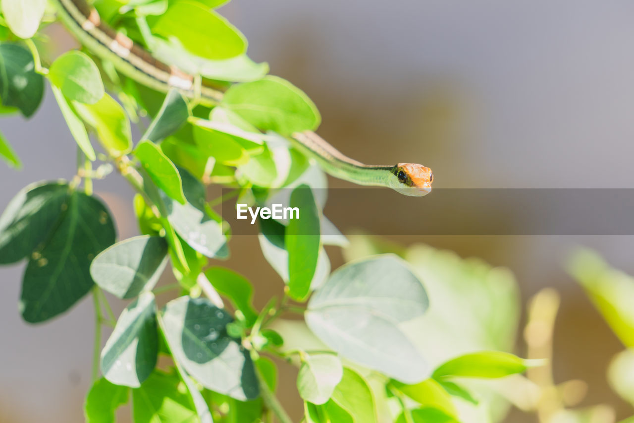 CLOSE-UP OF GREEN BUTTERFLY ON PLANT