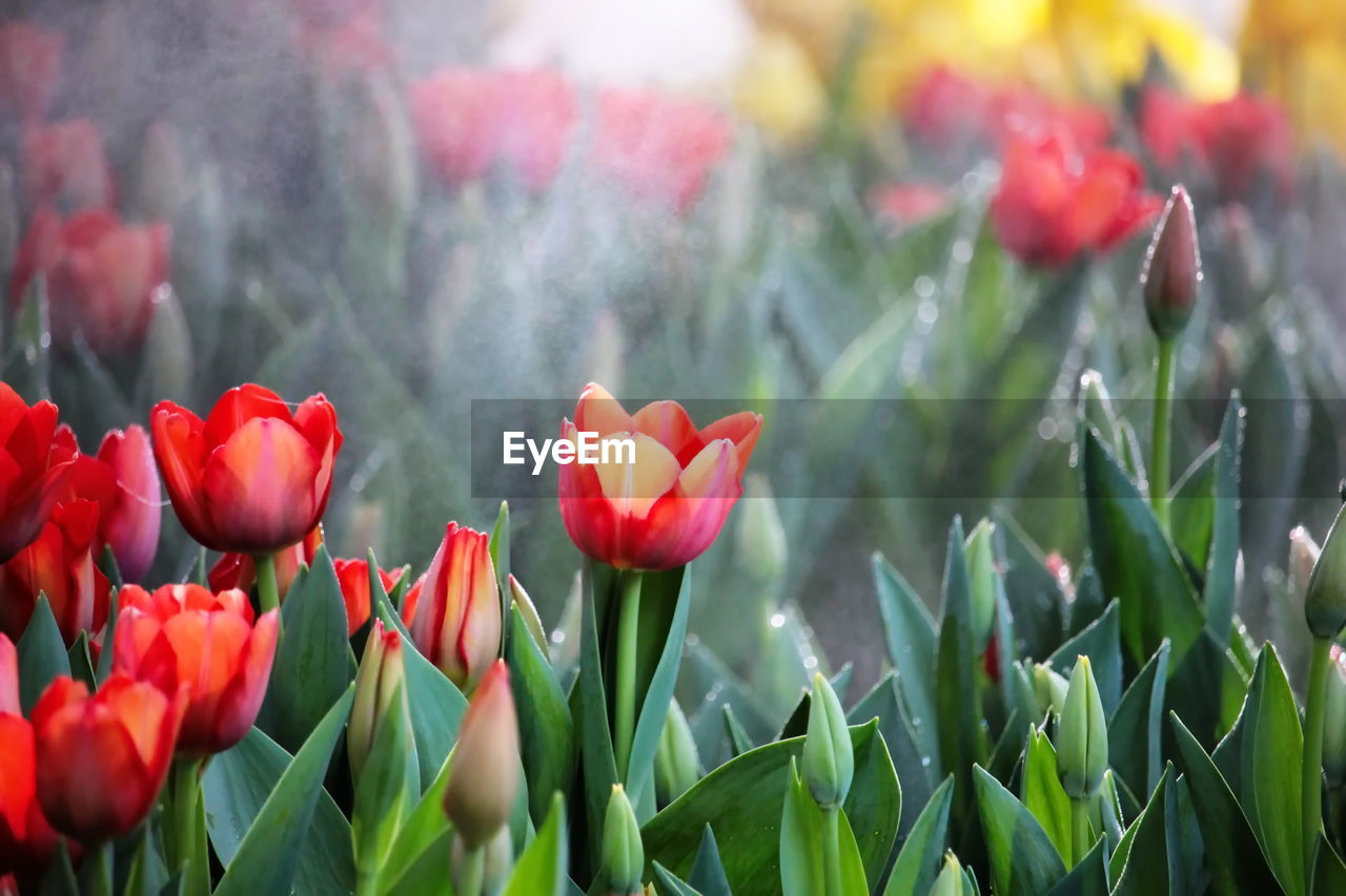 Close-up of red tulips in field