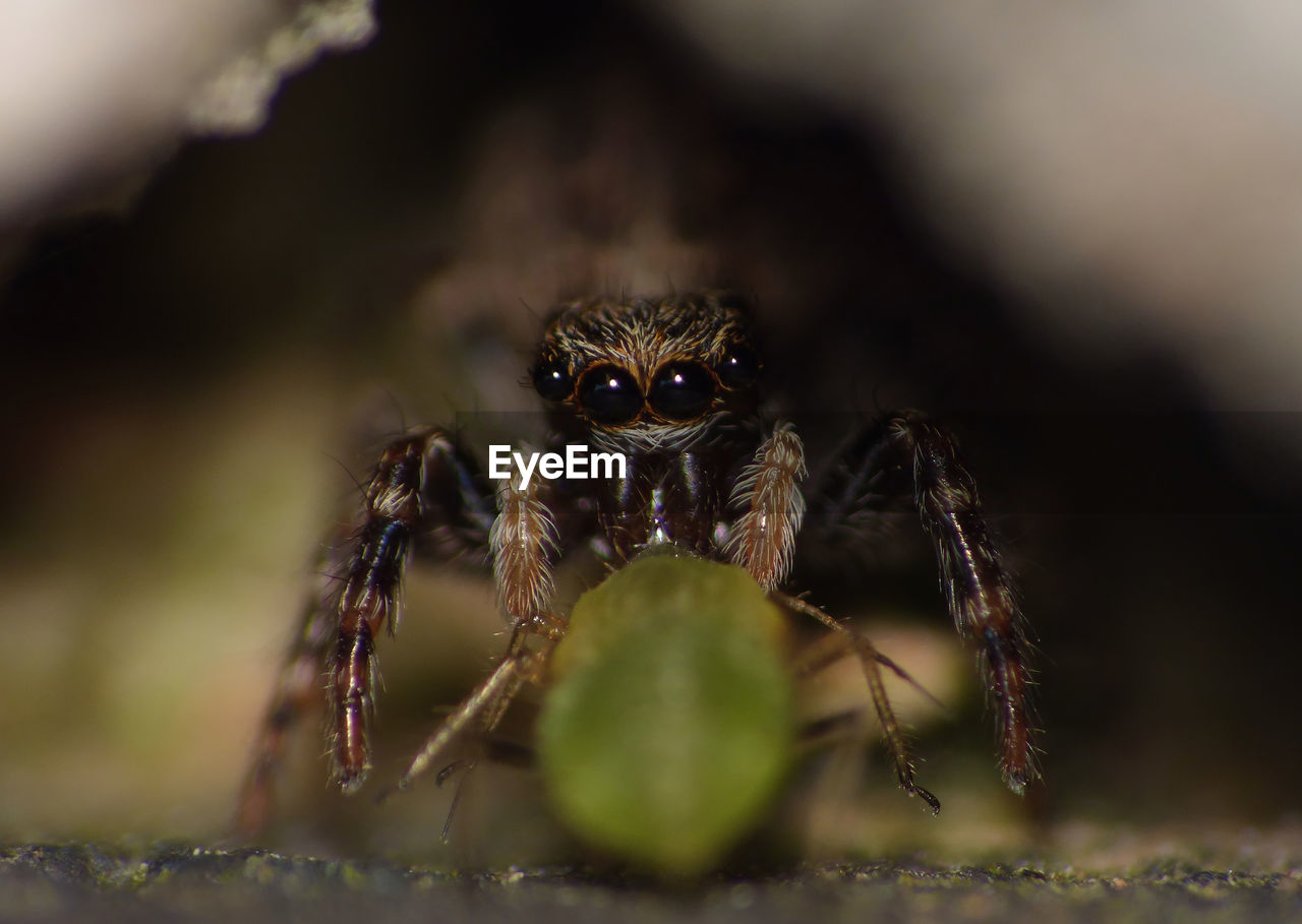 EXTREME CLOSE-UP OF SPIDER
