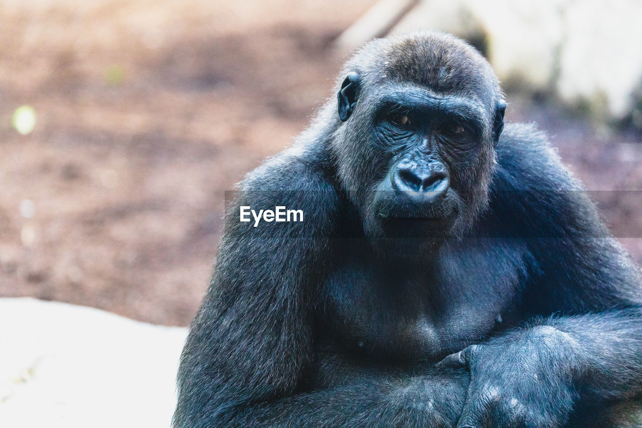 PORTRAIT OF SENIOR MAN WEARING ZOO