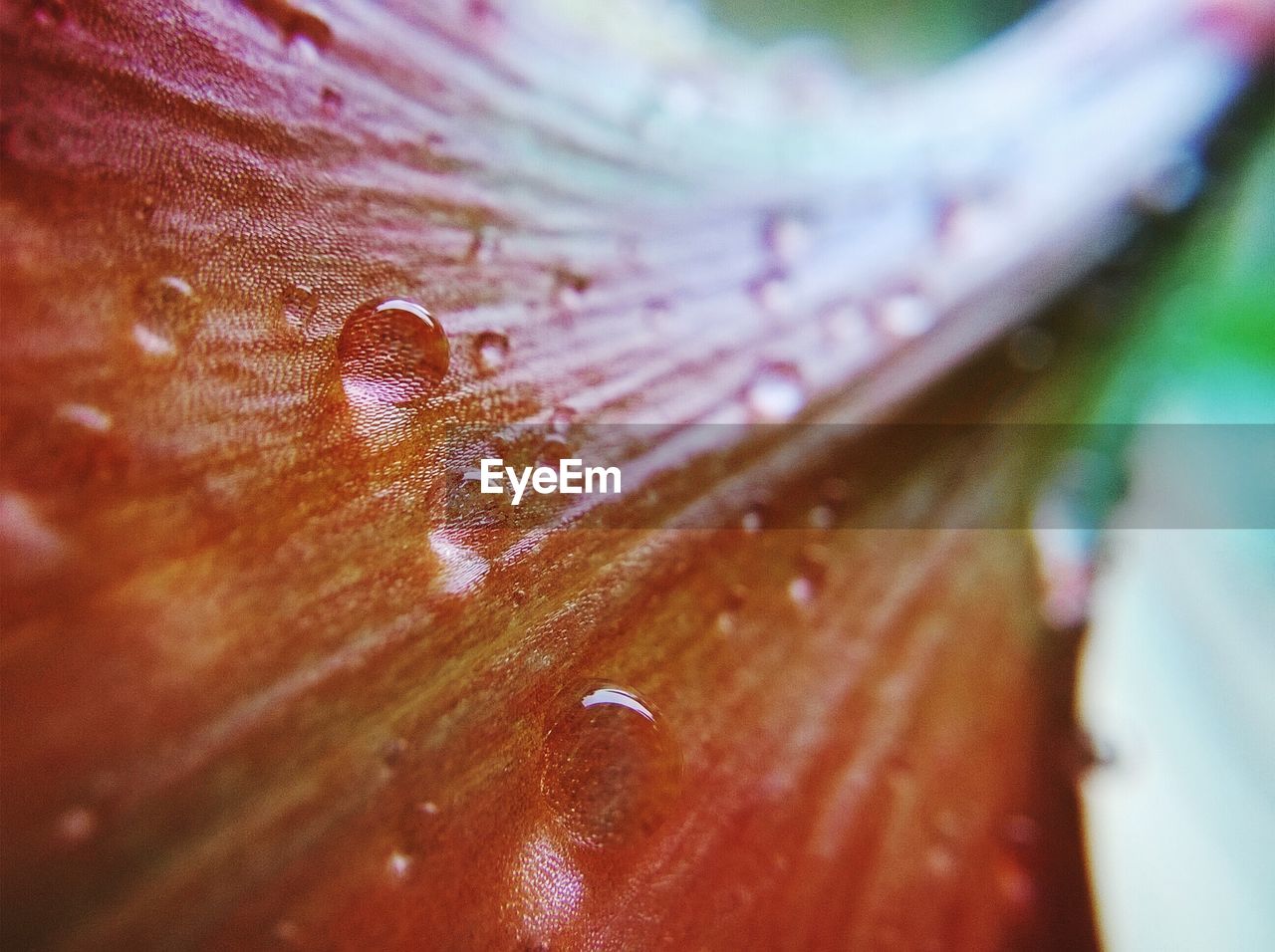 Detail shot of water drops on petal