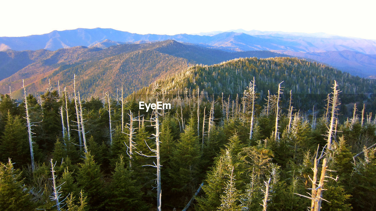 High angle view of trees against mountain range