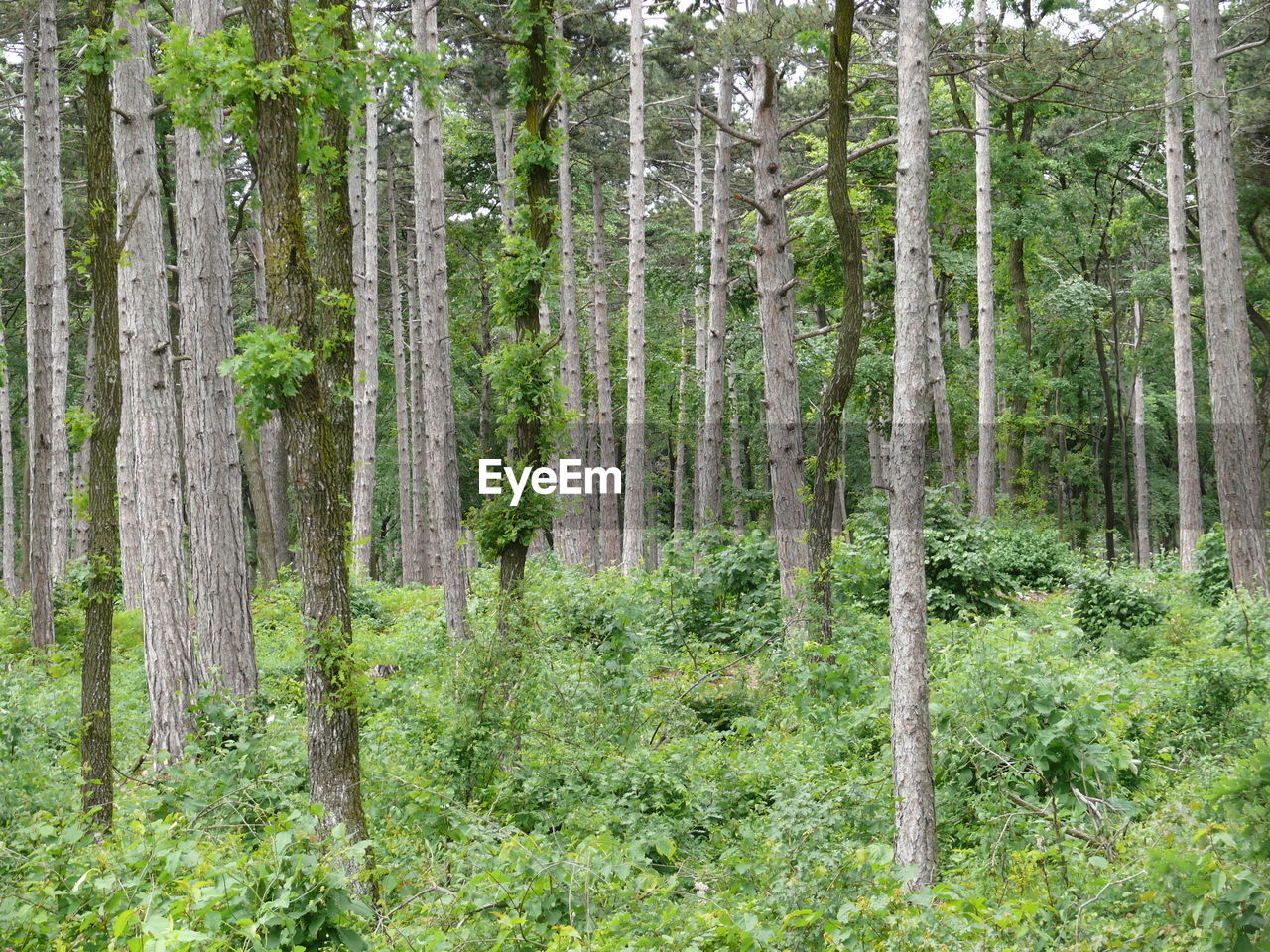 VIEW OF TREES IN FOREST