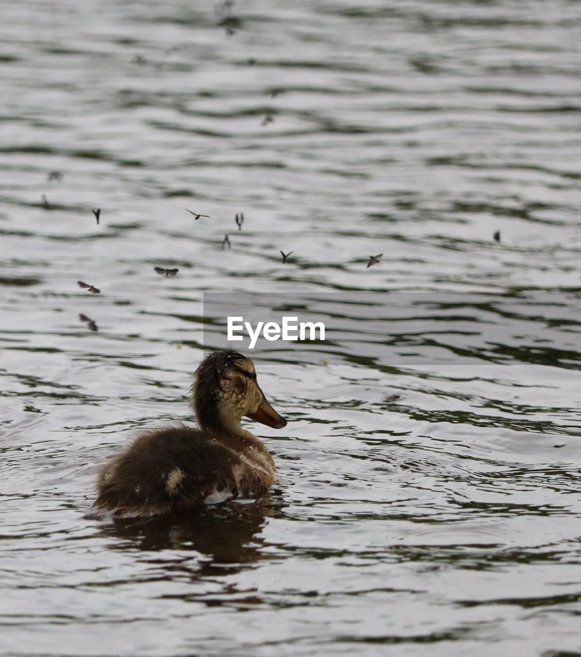 DUCK SWIMMING ON LAKE