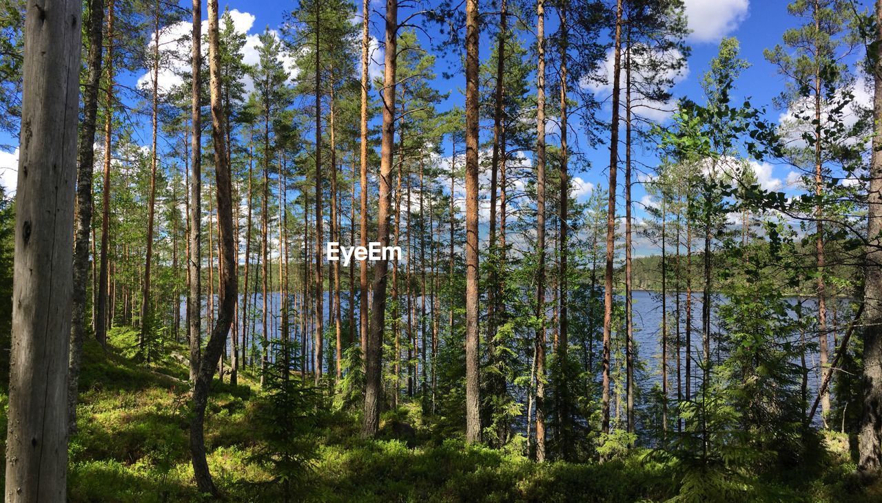 Pine trees in forest against sky