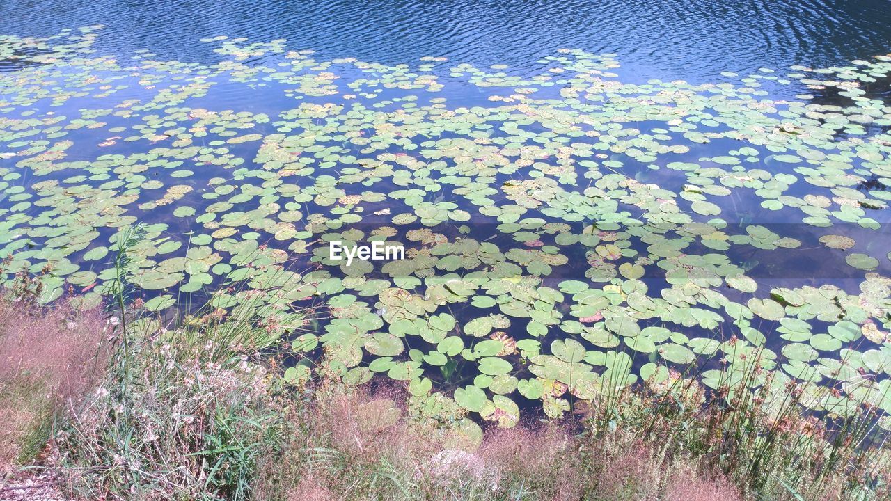 HIGH ANGLE VIEW OF LEAVES FLOATING ON LAKE