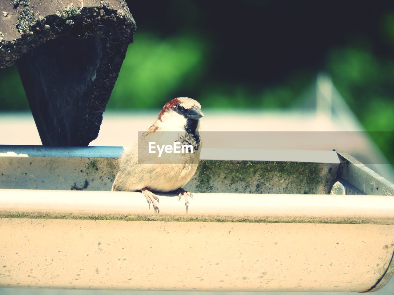 CLOSE-UP OF BIRD PERCHING ON RAILING