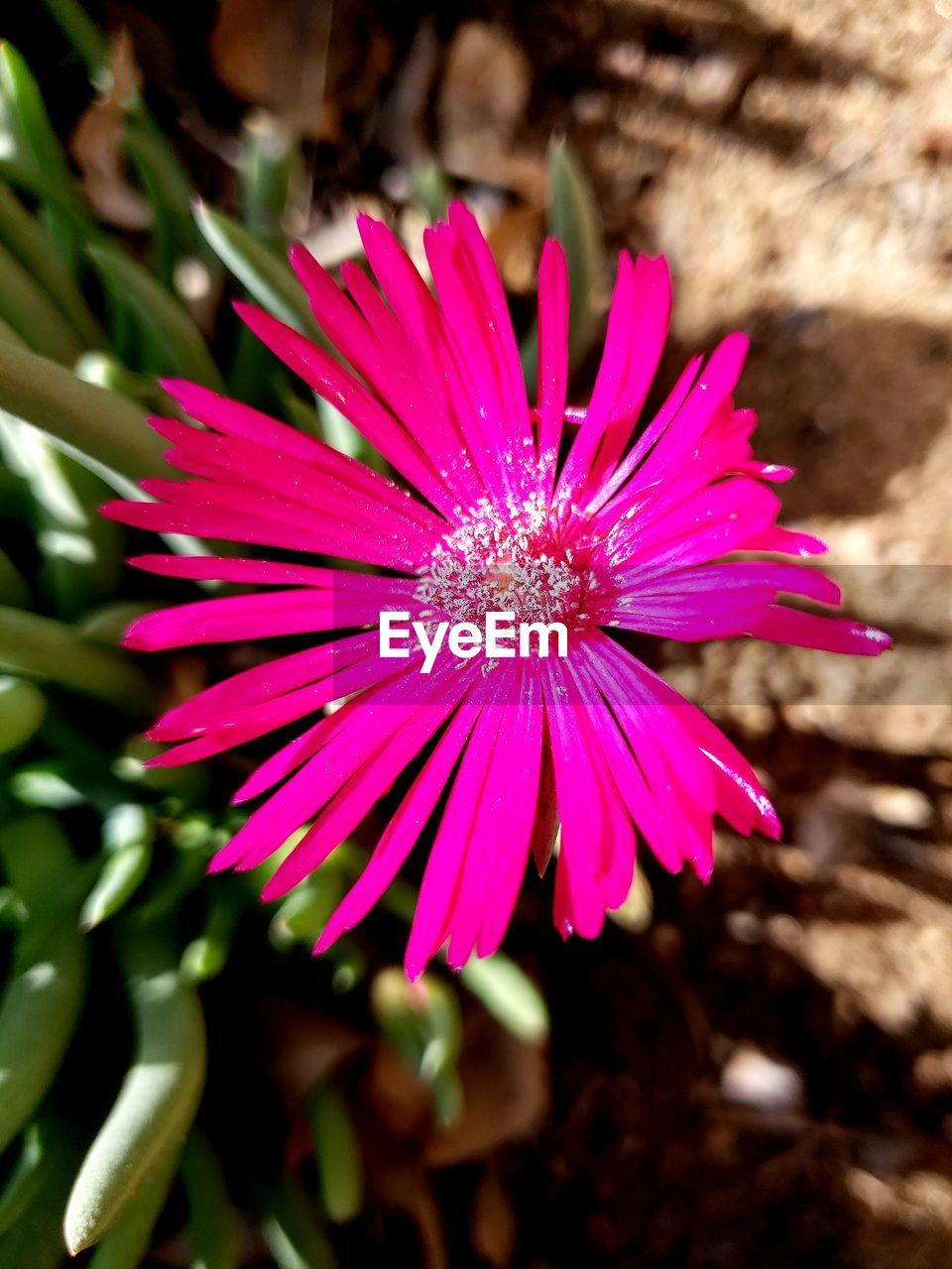 CLOSE-UP OF PINK FLOWER AND PURPLE CONEFLOWER