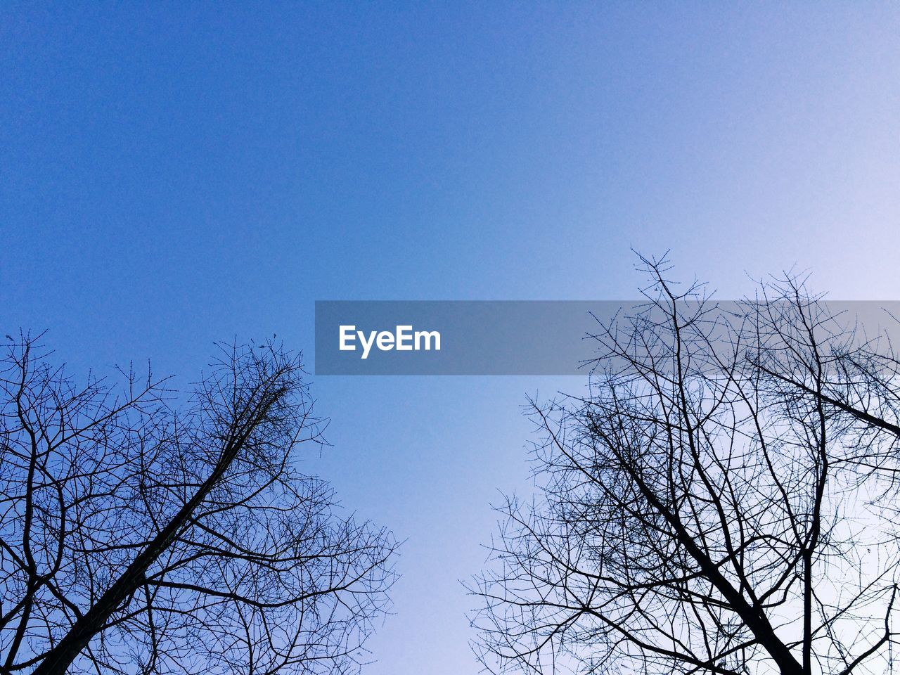 Low angle view of bare trees against clear blue sky