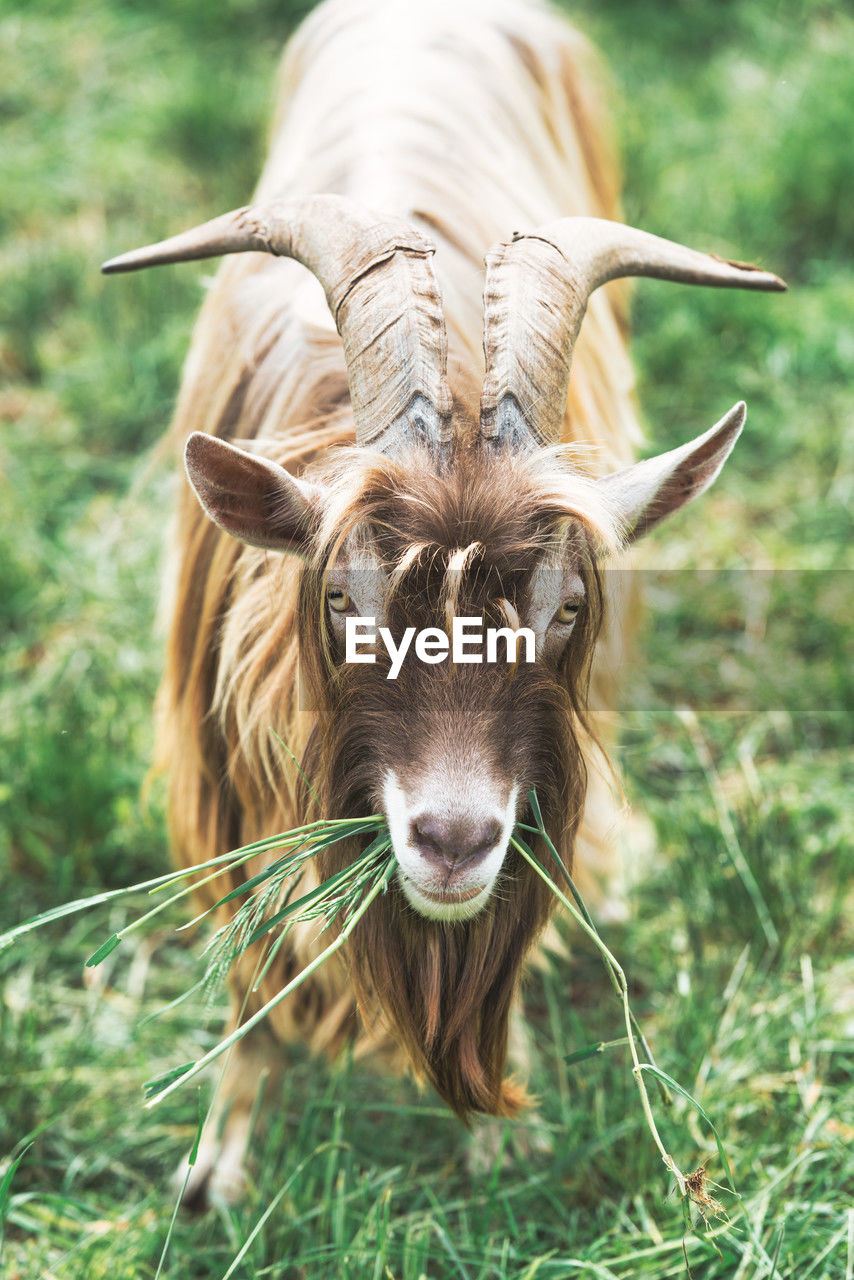 close-up of goat on field