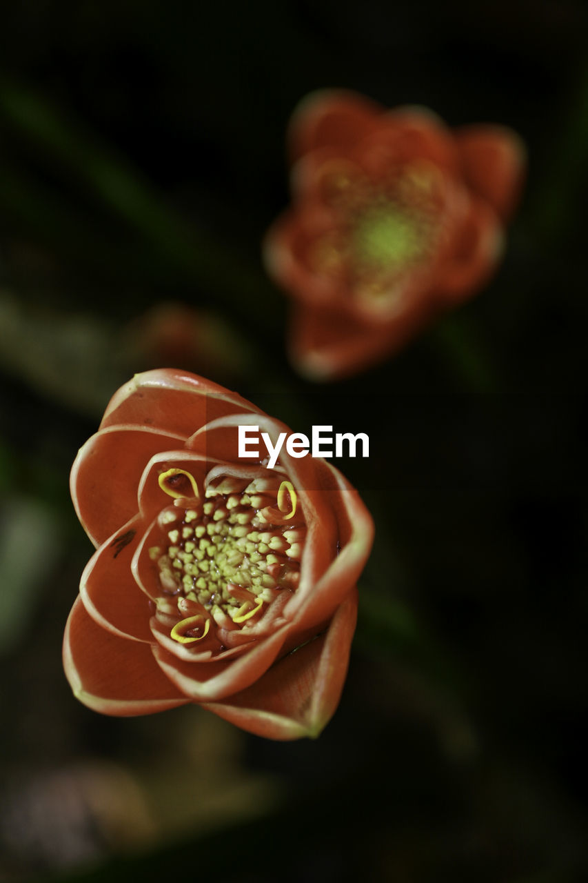 Close-up of red flower