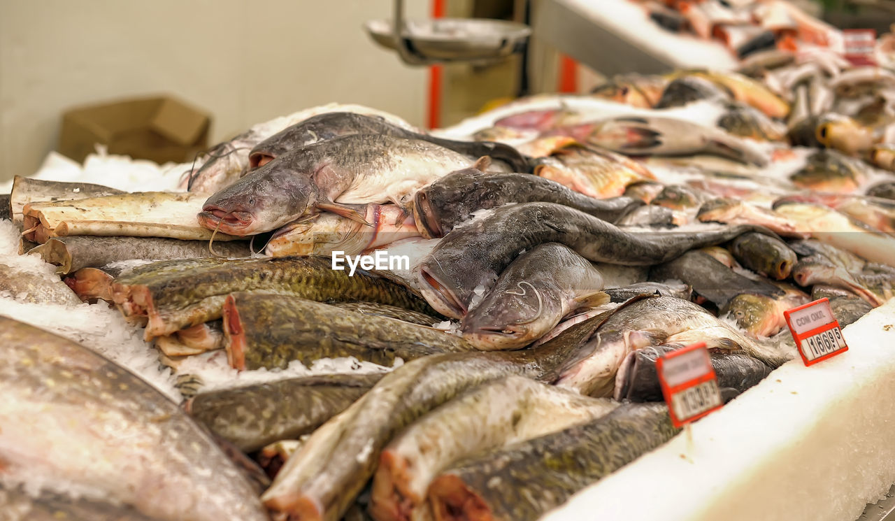 DEAD FISH FOR SALE IN MARKET