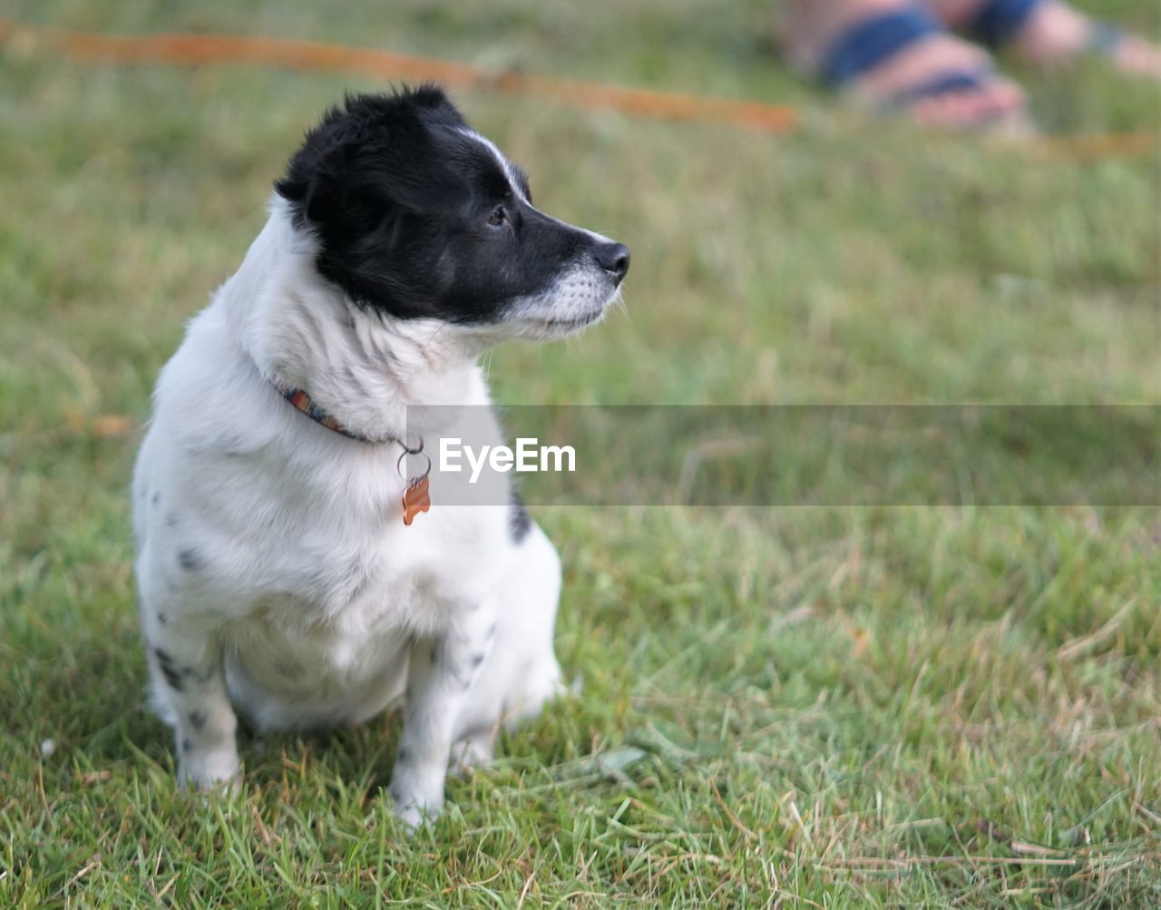 DOG LOOKING AWAY ON LAND