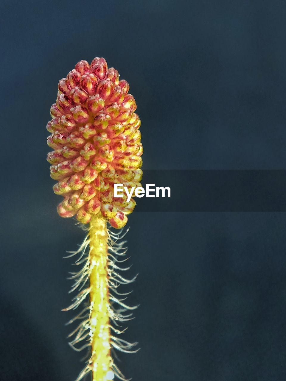 Close-up of red flowering plant