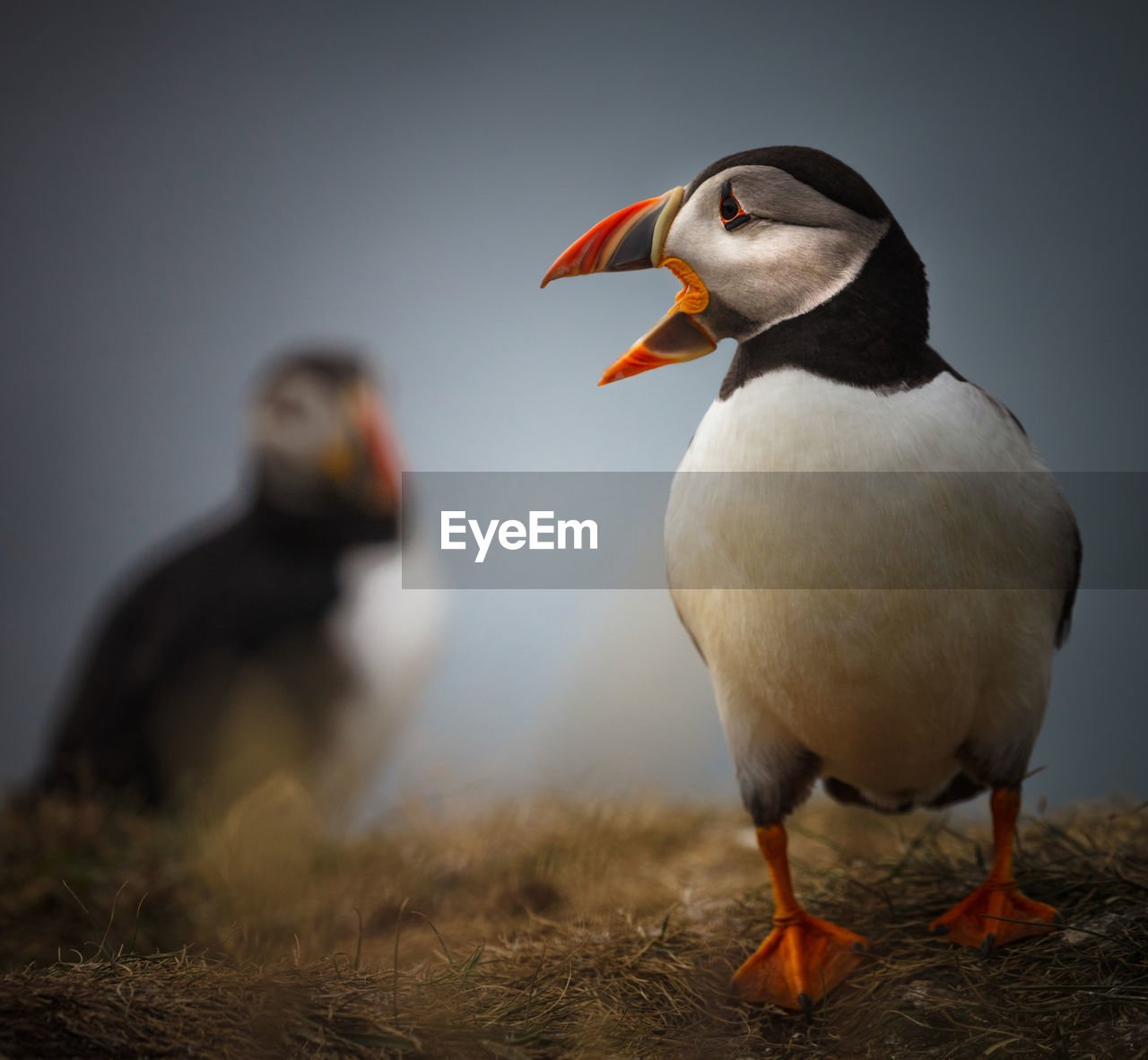 BIRD PERCHING ON A FIELD