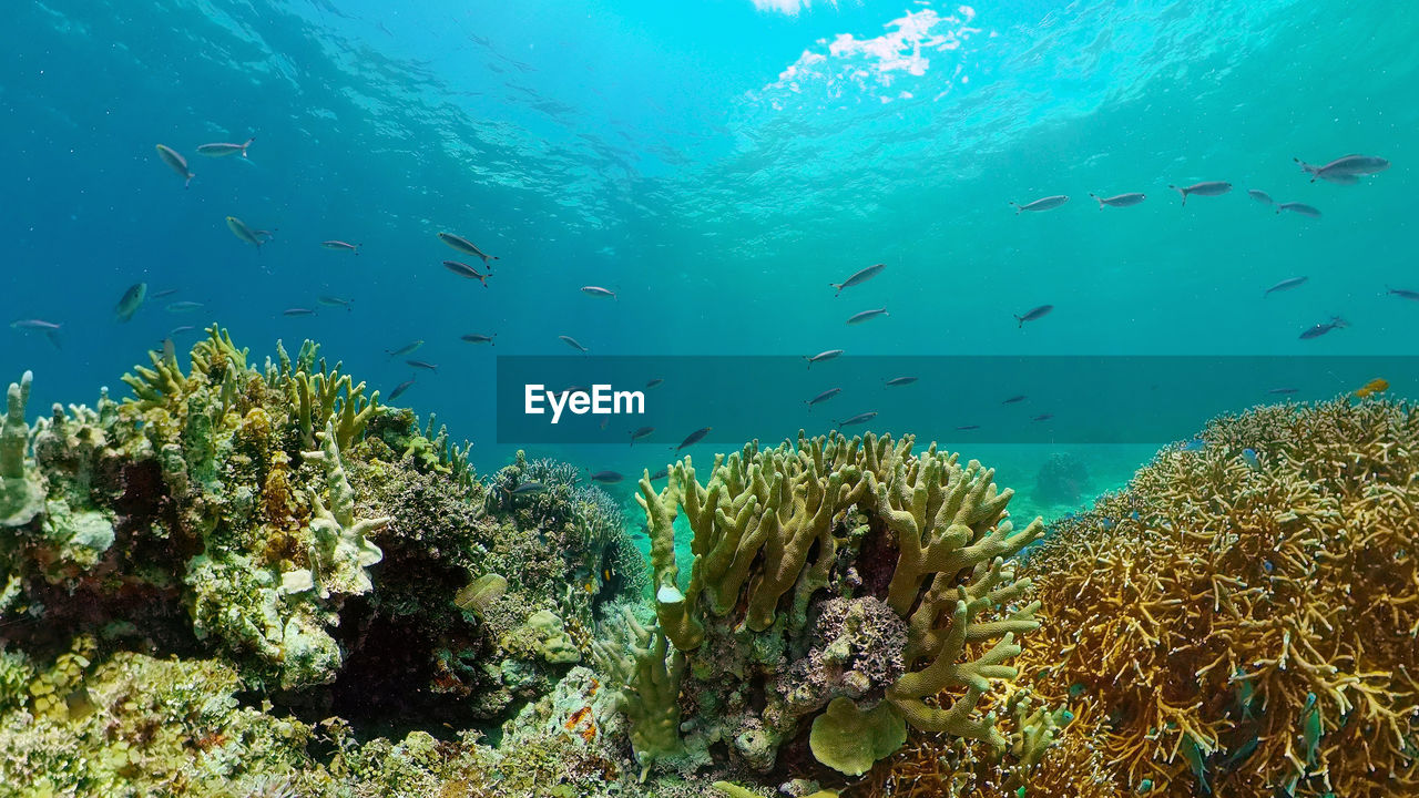 Underwater fish garden reef. reef coral scene. seascape under water. philippines.